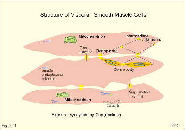 Gap Junctions In Cells. cell through gap junctions